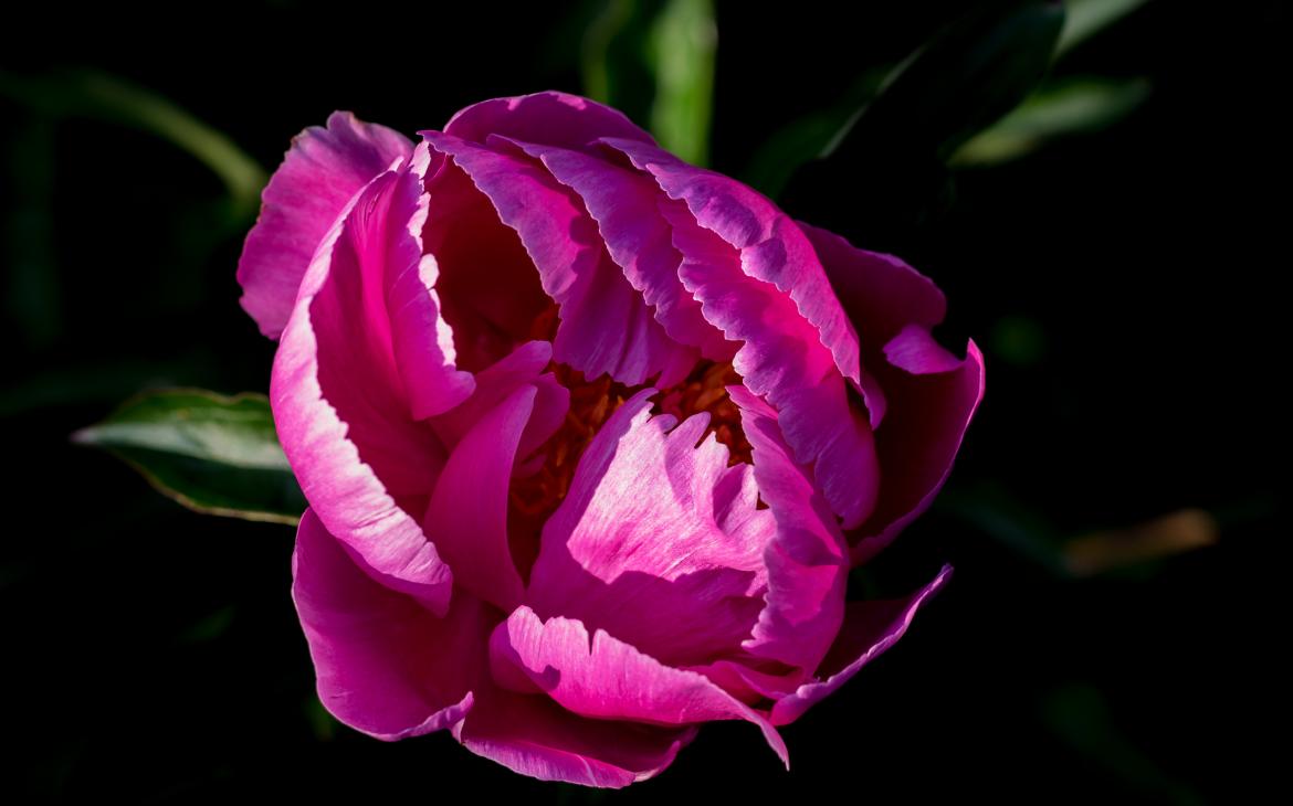 A Peony in bloom.